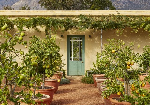 20 Bath - potted citrus garden