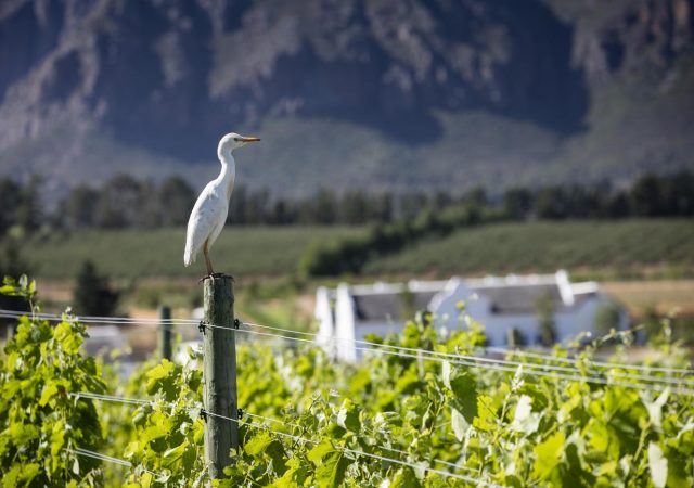 Brookdale Estate - White Egret and Mountain View