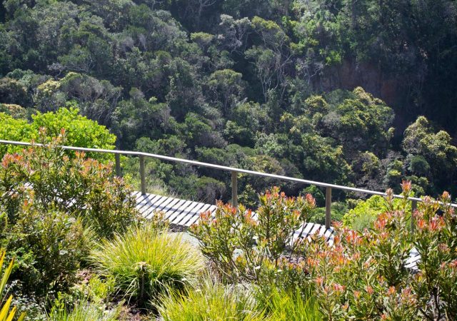 Forest Edge - Pezula (184)