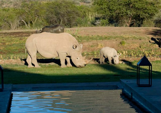 rhino-cow-calf-the-manor-pool-samara-karoo-south-africa