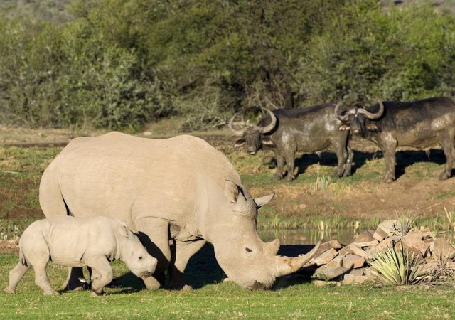 white-rhino-buffalo-samara-karoo-wildlife-safari